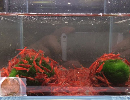 Fire Red Cherry Shrimp