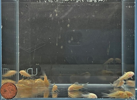 Albino Cory