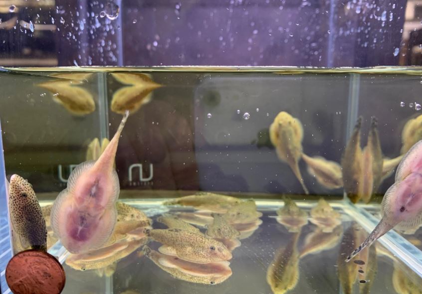 2 Hillstream Loach / Chinese Butterfly Pleco (Size M)