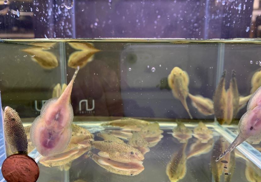 2 Hillstream Loach / Chinese Butterfly Pleco (Size M)