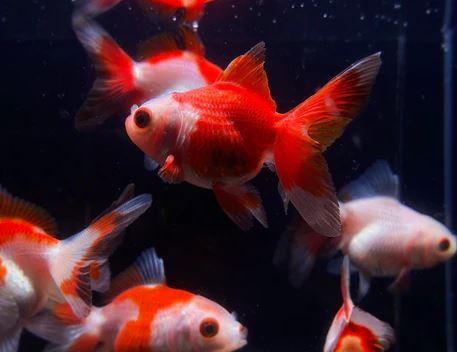 Red & White Thailand Oranda Goldfish - 2-2.5"