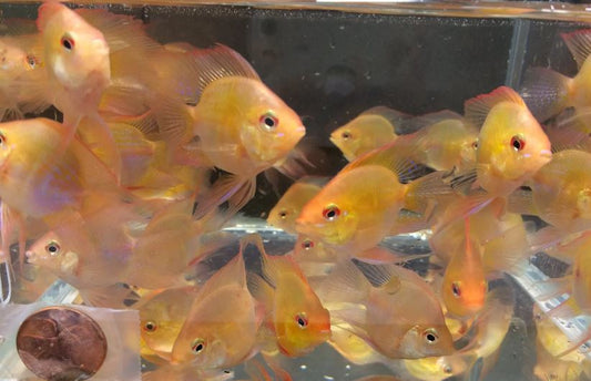 Gold Balloon Ram