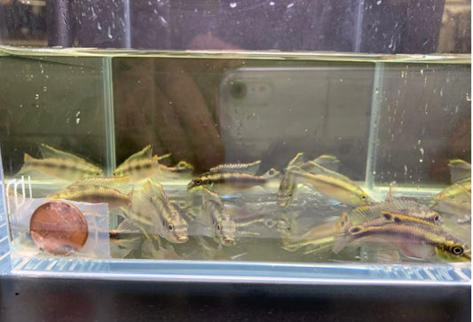 Kribensis