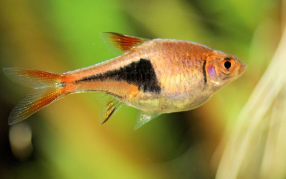 Red Slender Harlequin Rasbora / Espei