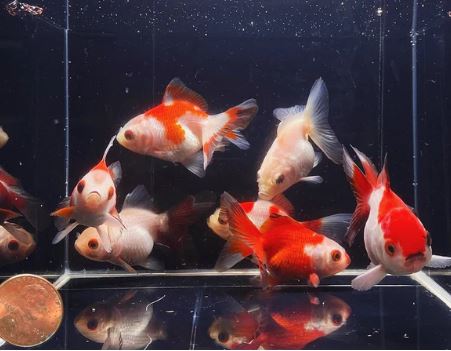 Red & White Thailand Oranda Goldfish - 2-2.5"