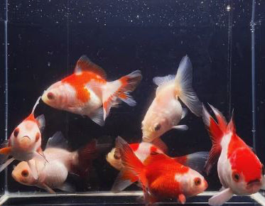 3 Red & White Thailand Oranda Goldfish - 2-2.5"