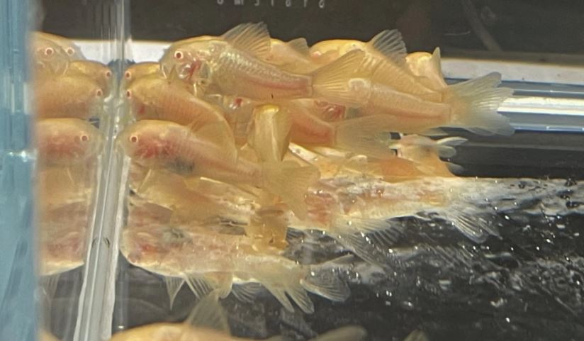 Albino Cory