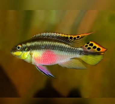 Kribensis
