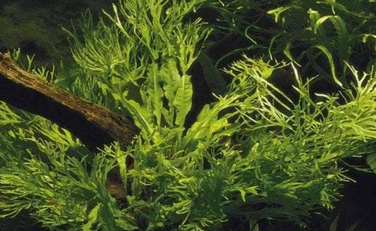 FERN MICROSORIUM WINDELOV ONE BUNDLE-Freshwater Aquatic Live Plants