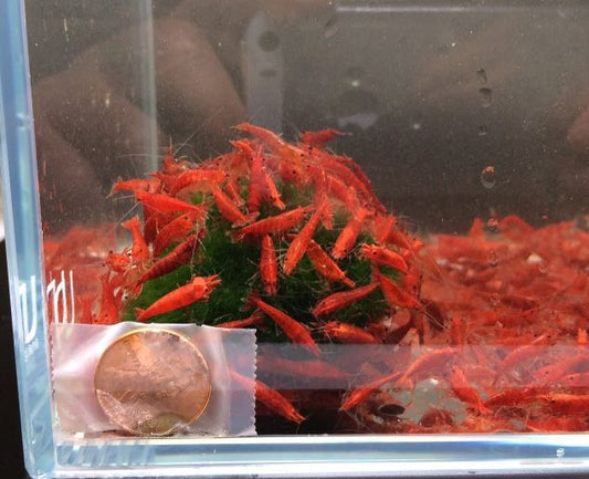 Fire Red Cherry Shrimp