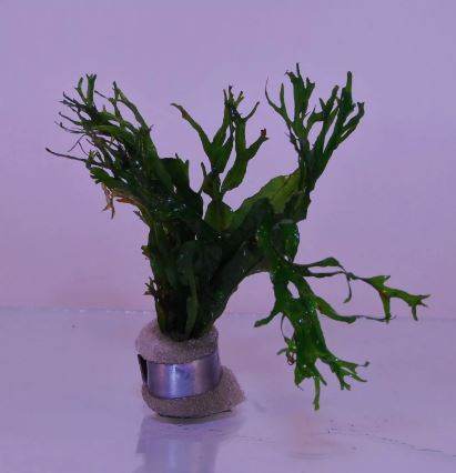 FERN MICROSORIUM WINDELOV ONE BUNDLE-Freshwater Aquatic Live Plants