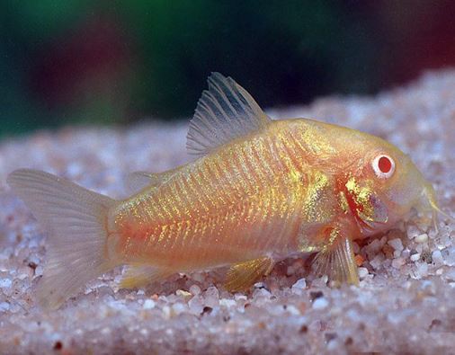 Albino Cory