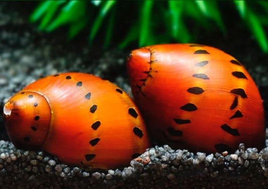 Red Spotted Nerite Snail