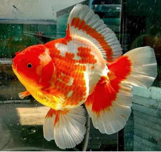 Red & White Thailand Oranda Goldfish - 2-2.5"
