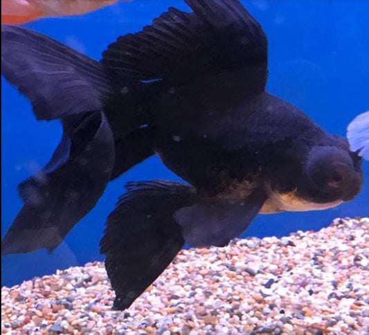 Black Butterfly Tail Goldfish - 3"