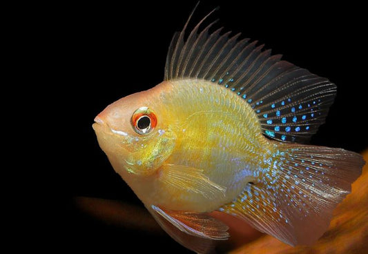 Gold Balloon Ram
