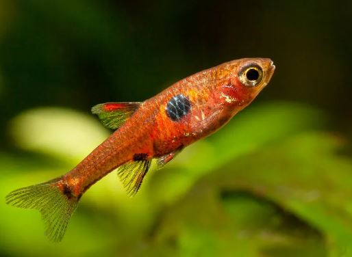 Strawberry Rasbora