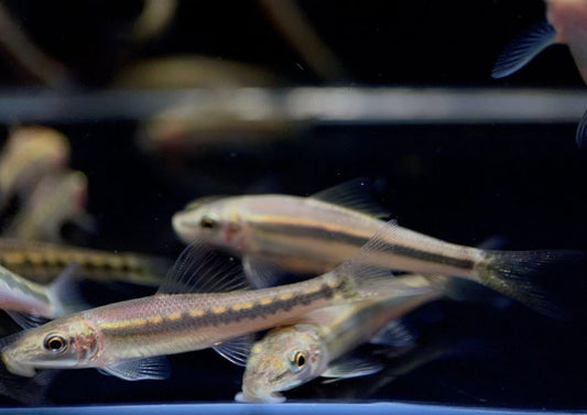 Chinese Algae Eater