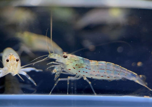 Amano Shrimp