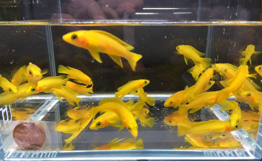 Neolamprologus Leleupi (2.5")