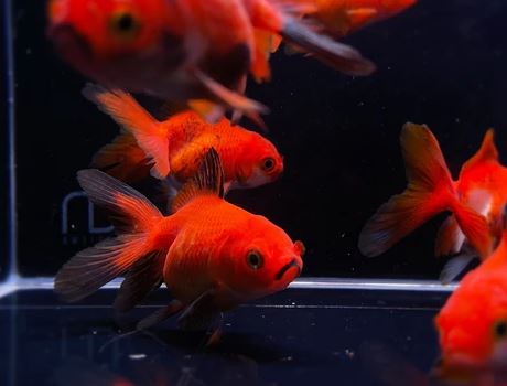 Red Thailand Oranda Goldfish - 2-2.5"