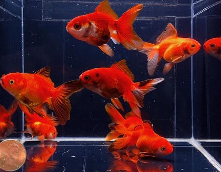 Red Thailand Oranda Goldfish - 2-2.5"