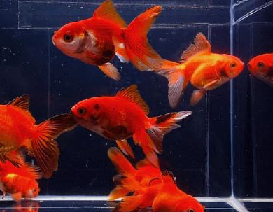 Red Thailand Oranda Goldfish - 2-2.5"