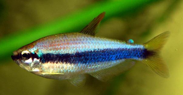 Blue Emperor Tetra