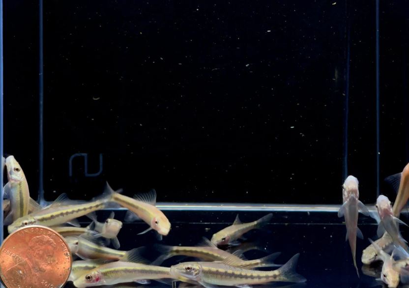 Chinese Algae Eater