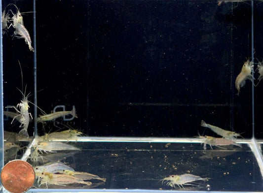 Amano Shrimp