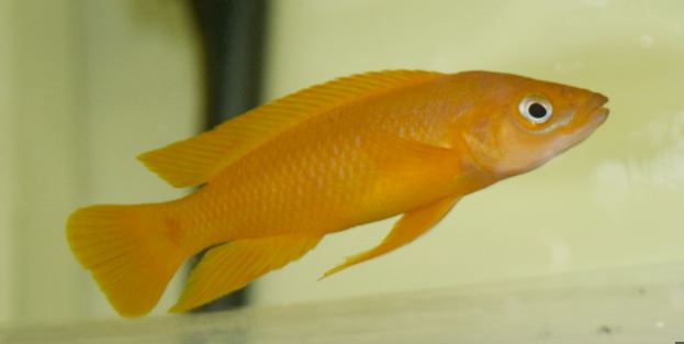 Neolamprologus Leleupi (2.5")