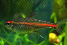 Glowlight Tetra