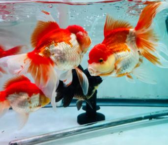 Red Thailand Oranda Goldfish - 2-2.5"