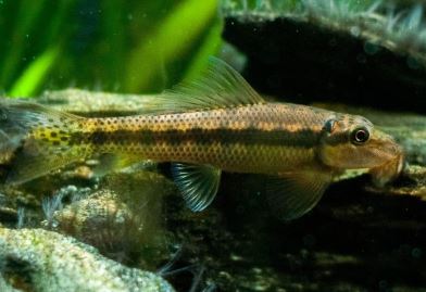 Chinese Algae Eater