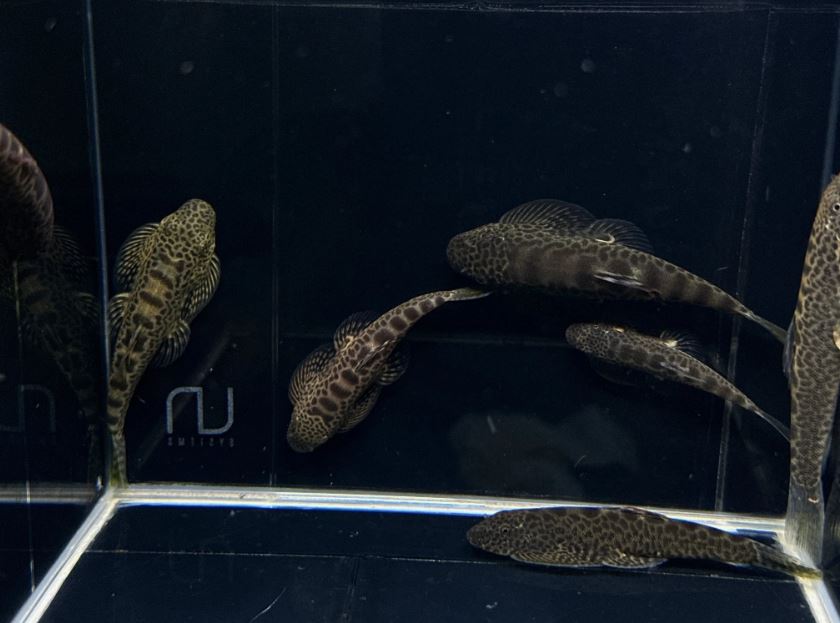 Hillstream loach / Chinese UFO Loach