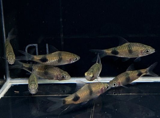 Rohani Barb