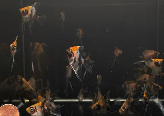 Red Head Koi Angelfish Size: S/M