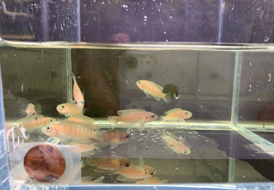 Lamprologus Brevis
