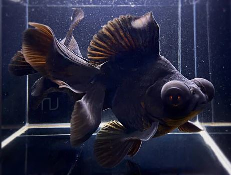 Black Butterfly Tail Goldfish - 4-4.5"