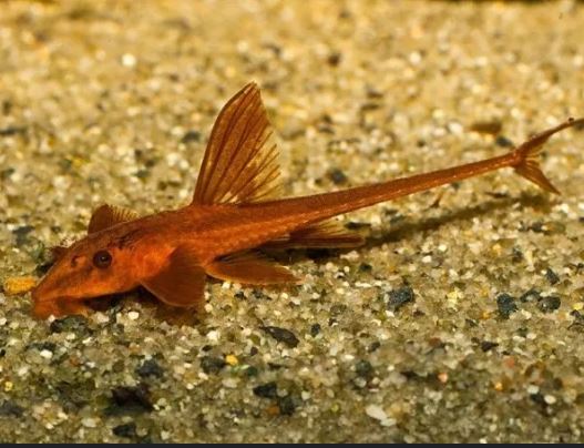 Red Lizard Whiptail Catfish