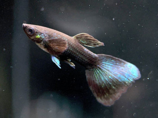8 Black Moscow Guppy Males