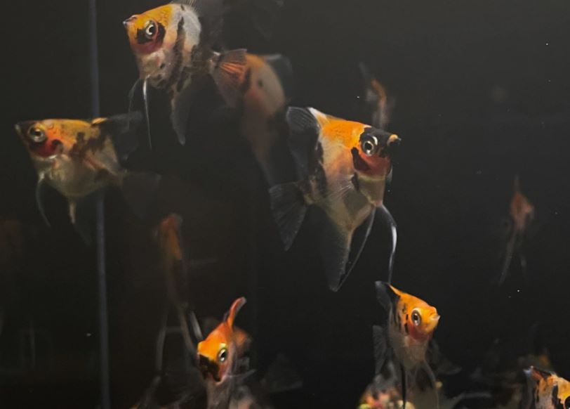 Red Head Koi Angelfish Size: S/M
