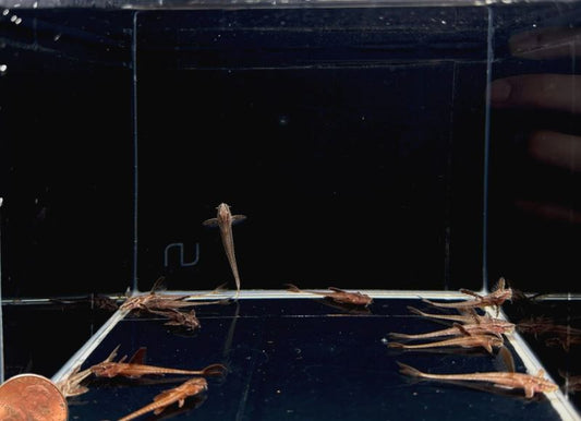 Red Lizard Whiptail Catfish
