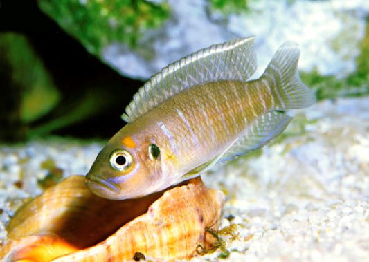 Lamprologus Brevis