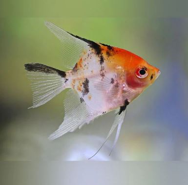 Red Head Koi Angelfish Size: S/M
