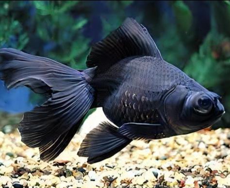 Black Butterfly Tail Goldfish - 4-4.5"
