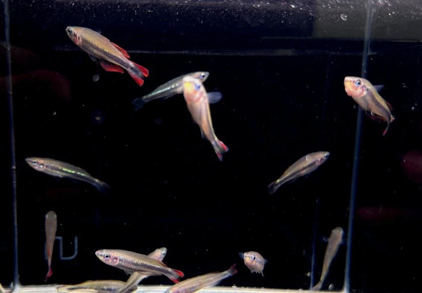 Madagascar Rainbow Fish