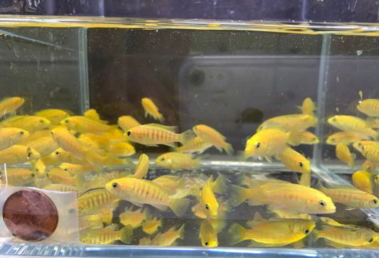 Electric Yellow 1.25"