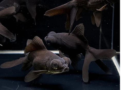 Black Moor Goldfish - 3"