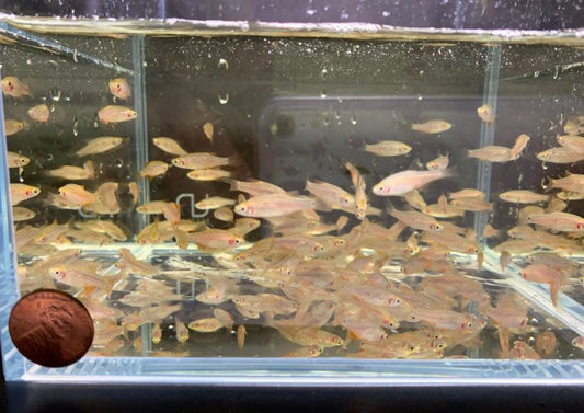 Pearl Emerald Dwarf Danio / Rasbora (Hybrid)